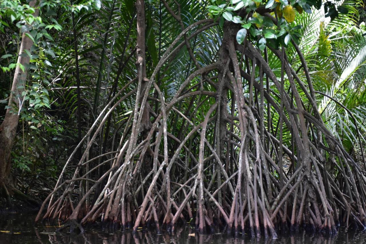 Gasthaus Kampoeng Karst Rammang Rammang Kasijala Exterior foto